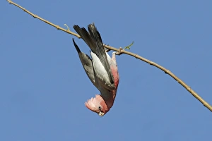 Galah (Eolophus roseicapillus) adult, hanging from branch, Western Australia, Australia
