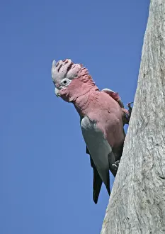 Australia Prints: Galah (Eolophus roseicapillus) adult clinging to tree, Coalseam, Western Australia