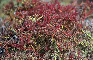 Galapagos Prints: Galapagos Carpetweed 9sesuvium edmonstonei) San Cristobal