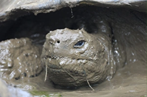 Vulnerable Prints: Galapagos Giant Tortoise (Geochelone nigra) adult