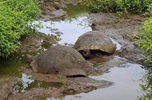 Galapagos Giant Tortoise (Geochelone nigra) two adults, wallowing in mud, Galapagos Islands