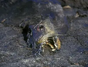 Pinniped Prints: Galapagos Sea Lion (Zalophus californianus wollebacki) A casualty of El Nino 98 Fernandina