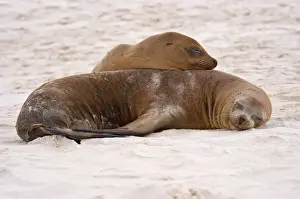 Sleeping Prints: Galapagos Sealion (Zalophus califonianus wollebaeki) two adults