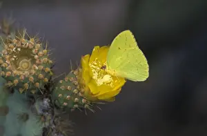 Aanimal Prints: Galapagos Sulphur Butterfly (Phoebis sennae marcellina) Urvina Bay