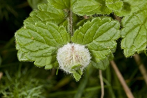 Growth Prints: Gall Midge (Jaapiella veronicae) gall