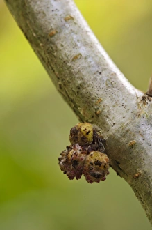 Growth Prints: Gall Wasp (Andricus gemmeus) galls