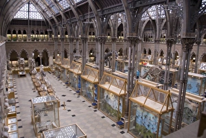 Displays Prints: Gallery of skeletons and stuffed animals