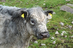 Galloway Prints: Galloway cross cow with ear tags