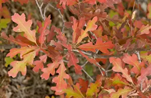 Colour Prints: Gambel Oak (Quercus gambelii) close-up of leaves in autumn colour