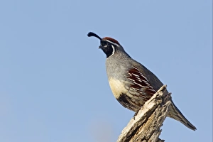 New Mexico Prints: Gambel's Quail (Callipepla gambelii) adult male