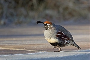 Gambels Quail (Callipepla gambelii) adult male, walking on frost covered ground