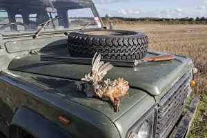 Shot Prints: Game shooting, a Red-legged Partridge with 12 bore shot gun on Landrover bonnet