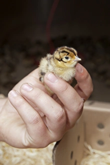 Gamebird Prints: Gamebird farming, gamekeeper releasing Common Pheasant (Phasianus colchicus) day-old chick into pheasant rearing shed