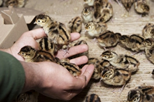 Gamebird farming, gamekeeper releasing Common Pheasant (Phasianus colchicus) day-old chicks into pheasant rearing shed