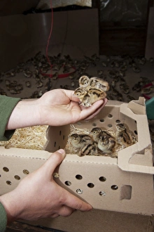 Gamebird farming, gamekeeper releasing Common Pheasant (Phasianus colchicus) day-old chicks into pheasant rearing shed