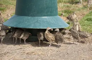 Gamebird farming, Common Pheasant (Phasianus colchicus) chicks, five-weeks old, feeding from plastic feeder, Baschurch