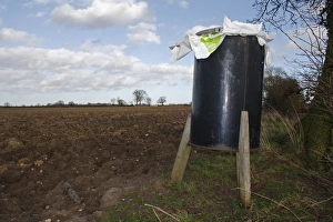 Gamebird Prints: Gamebird feeder in hedgerow at edge of arable farmland