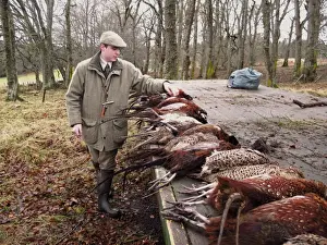Gamebird Prints: Gamekeeper counting bag of shot Common Pheasant (Phasianus colchicus) on shoot