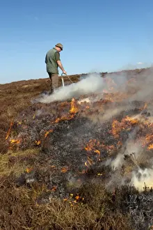 Gamekeeper on shooting estate burning heather moorland, to provide good habitat for grouse, England, april