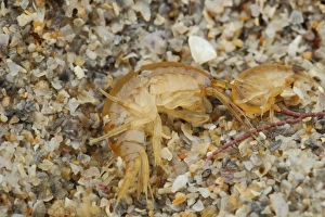 Crustaceans Prints: Gammarid Shrimp (Gammarus locusta) two adults
