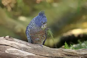 Gang-gang Cockatoo (Callocephalon fimbriatum) adult female, feeding, perched on log, South Australia, Australia
