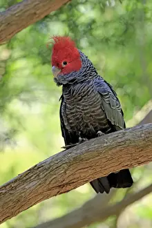 South Australia Prints: Gang-gang Cockatoo (Callocephalon fimbriatum) adult male