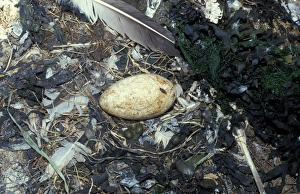 Gannet Prints: Gannet (Sula bassana) close-up of nest with one egg