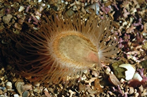 Gaping File Shell (Limaria hians) adult, with tentacles extended, amongst maerl in sea loch, Loch Carron