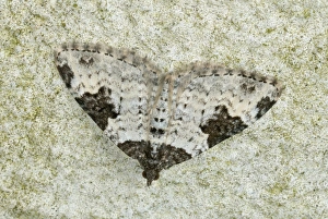 Camouflaged Prints: Garden Carpet Moth (Xanthorhoe fluctuata) adult