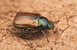 Chafer Prints: Garden Chafer (Phyllopertha horticola) adult, resting on soil, Warwickshire, England, may