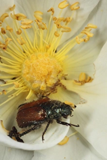 Garden Chafer (Phyllopertha horticola) adult, feeding on Burnet Rose (Rosa pimpinellifolia) flower, Powys, Wales, june