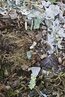 Piles Prints: Garden compost heap with shredded paper, England, march