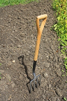 Cultivate Prints: Garden fork in dug soil on allotment, Suffolk, England, august