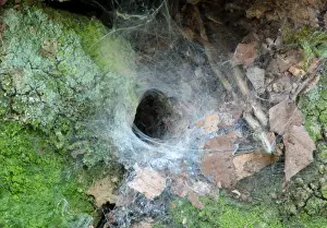 Webs Prints: Garden Lace-webbed Spider (Amaurobius similis) entrance of web in stone wall