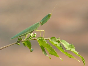 Mantodea Prints: Garden Mantis (Orthodera ministralis) adult