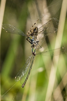 Caught Prints: Garden Orb Spider (Araneus diadematus) adult