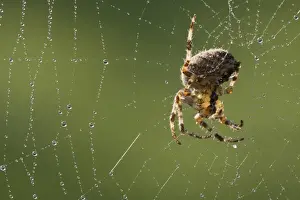 Webs Prints: Garden Orb Spider (Araneus diadematus) adult female
