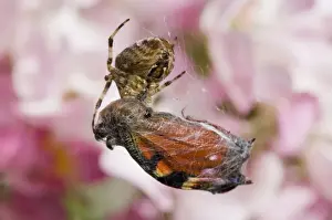 Garden Orb Spider (Araneus diadematus) adult female, feeding on butterfly prey caught in web, England, september