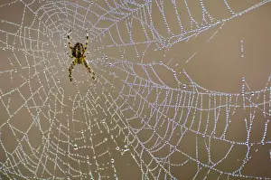 Garden Orb Spider (Araneus diadematus) adult female, in dew covered web, New Forest, Hampshire, England, october