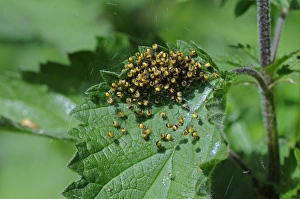 Nettle Prints: Garden Orb Spider (Araneus diadematus) babies