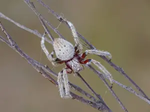 Webs Prints: Garden Orb-weaving Spider (Eriophora biapicata) adult female
