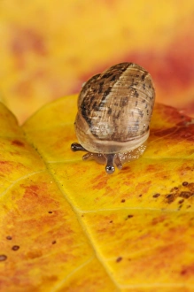 Snails Prints: Garden Snail (Helix aspersa) baby