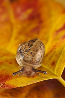 Garden Snail (Helix aspersa) baby, on autumn leaf in garden, Belvedere, Bexley, Kent, England, September