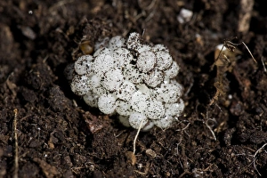 Pests Prints: Garden Snail (Helix aspersa) eggs in soil