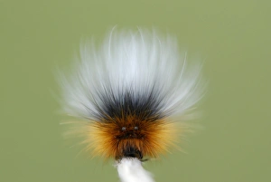 Defence Prints: Garden Tiger Moth (Arctia caja) caterpillar