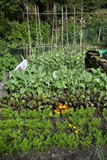 Garden vegetable plot with mixed vegetables, carrots, beetroot, turnip and beans, Cumbria, England, august