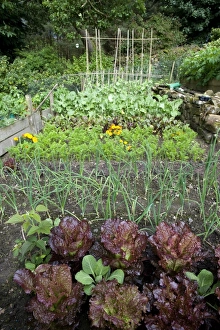 Garden vegetable plot with mixed vegetables, carrots, beetroot, swede, beans, leeks and red cabbage, Cumbria, England