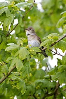 Singing Prints: Garden Warbler (Sylvia borin) adult male, singing, perched in tree, England, april