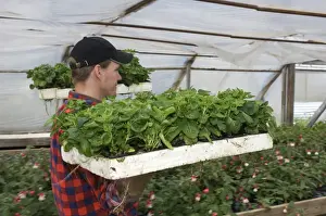 Plastic Prints: Gardener carrying trays of ornamental plants in polytunnel, Tierp, Uppsala, Sweden