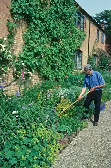 Tool Prints: Gardener hoeing weeds in herbaceous border along brick wall, Hampshire, England